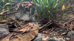 Aquarium Irgendwo in Sri Lanka