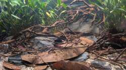 Aquarium Irgendwo in Sri Lanka