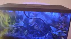 Aquarium Pseudomugil Gertruade Artenbecken