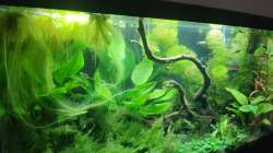 Aquarium Pseudomugil Gertruade Artenbecken