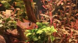 Besatz im Aquarium Südamerika Gemeinschaft