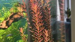 Pflanzen im Aquarium Südamerika Gemeinschaft