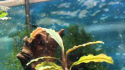 Pflanzen im Aquarium Südamerika Gemeinschaft