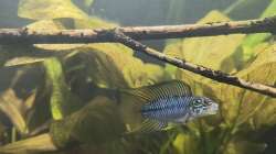 Besatz im Aquarium Back to the roots - Restart