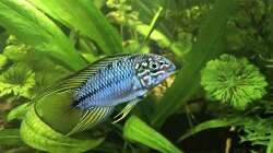 Besatz im Aquarium Back to the roots - Restart