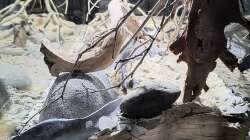 Dekoration im Aquarium Back to the roots - Restart