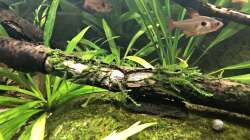 Rote Phantomsalmler 