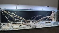 Dekoration im Aquarium Back to the roots - Restart