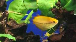 Besatz im Aquarium Projekt 2025