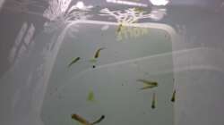 Besatz im Aquarium Projekt 2025