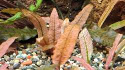 Pflanzen im Aquarium Projekt 2025