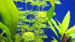 Pflanzen im Aquarium Projekt 2025