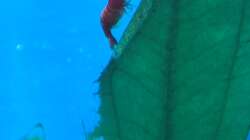 Besatz im Aquarium Projekt 2025