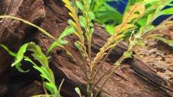 Pflanzen im Aquarium Projekt 2025