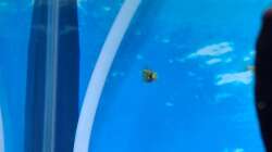 Besatz im Aquarium Projekt 2025