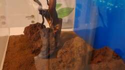 Dekoration im Aquarium Projekt 2025