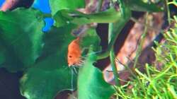 Besatz im Aquarium Projekt 2025