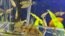 Besatz im Aquarium Projekt 2025