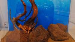 Dekoration im Aquarium Projekt 2025