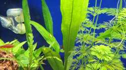 Pflanzen im Aquarium Projekt 2025