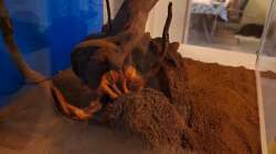 Bodengrund und Wurzel beim einrichten