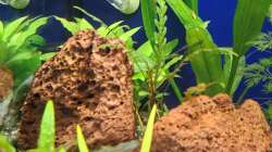 Dekoration im Aquarium Projekt 2025