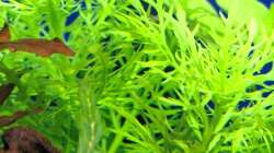 Pflanzen im Aquarium Projekt 2025