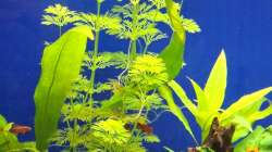 Besatz im Aquarium Projekt 2025