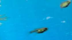 Besatz im Aquarium Projekt 2025