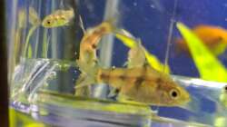 Indische Fleckenbarbe