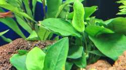 Pflanzen im Aquarium Projekt 2025