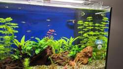 Aquarium Projekt 2025