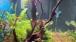 Ludwigia repens rubin