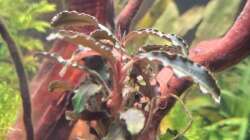 Bucephalandra ´Kedagang´