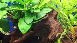 Dekoration im Aquarium Projekt 2025