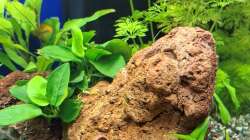 Dekoration im Aquarium Projekt 2025