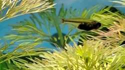 Besatz im Aquarium Projekt 2025