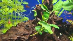 Dekoration im Aquarium Projekt 2025