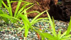 Pflanzen im Aquarium Projekt 2025