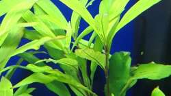 Pflanzen im Aquarium Projekt 2025