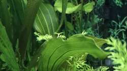 Pflanzen im Aquarium Mein kleiner Dschungel