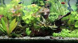 Dekoration im Aquarium Mein kleiner Dschungel