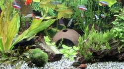 Dekoration im Aquarium Mein kleiner Dschungel