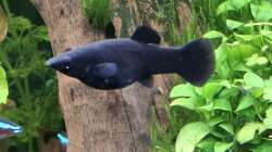 Besatz im Aquarium Mein kleiner Dschungel