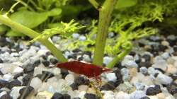 Besatz im Aquarium Mein kleiner Dschungel