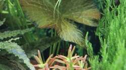 Pflanzen im Aquarium Mein kleiner Dschungel