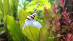 Besatz im Aquarium Mein kleiner Dschungel