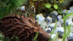 Dekoration im Aquarium Mein kleiner Dschungel