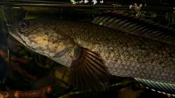 Besatz im Aquarium Flussufer für Channa sp. Laos Fireback