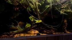 Aquarium Flussufer für Channa sp. Laos Fireback